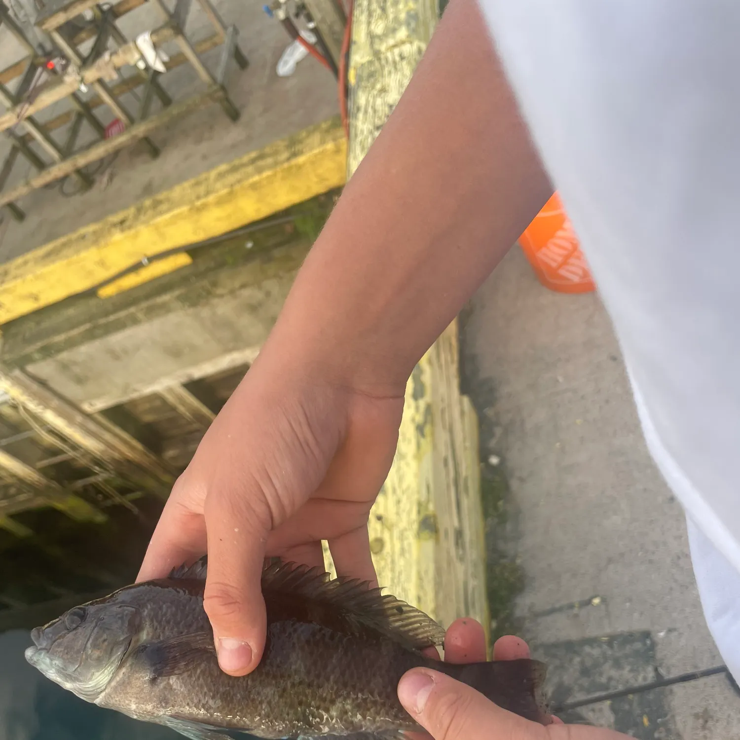 The most recent Cunner catches on Fishbrain