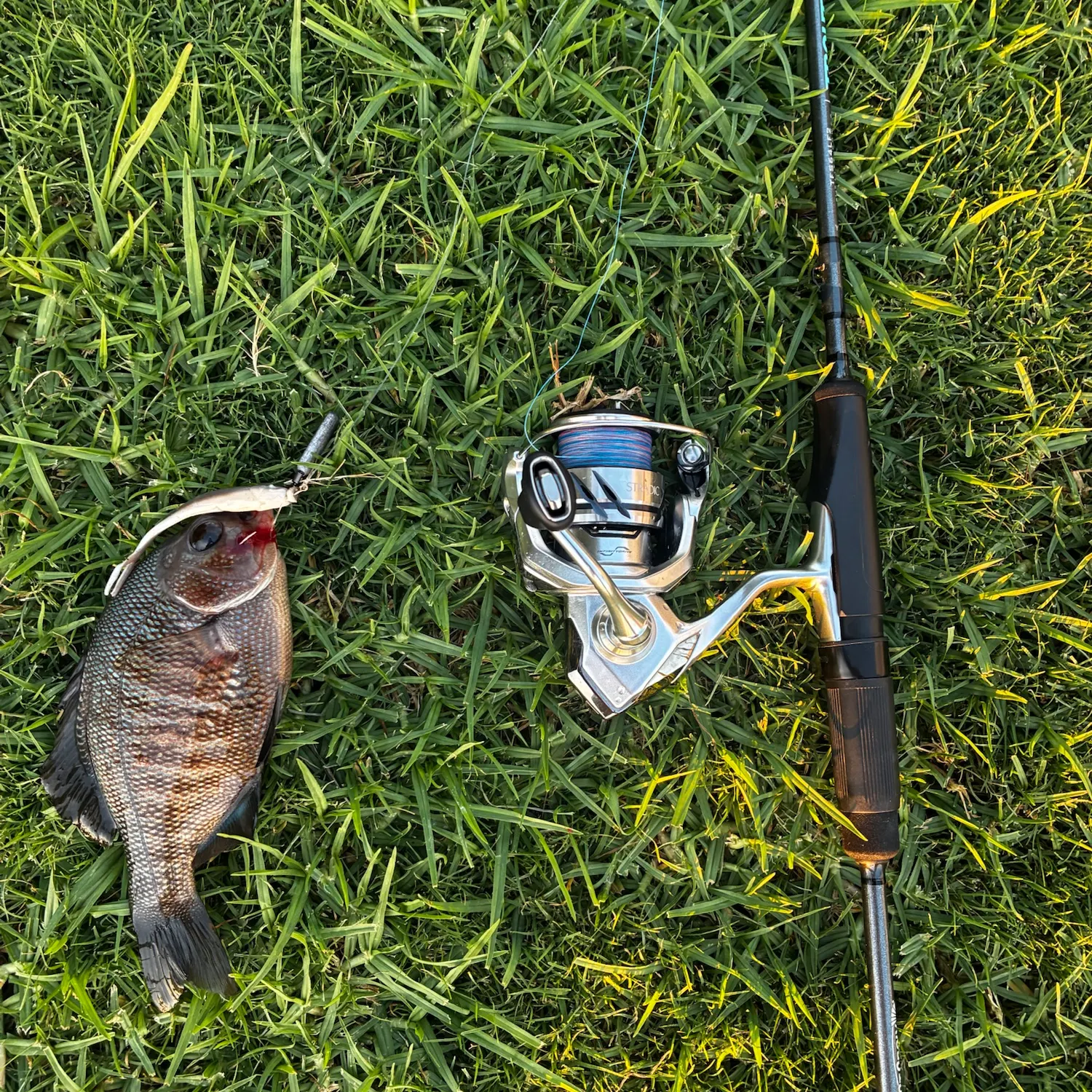 Black perch caught on Fishbrain