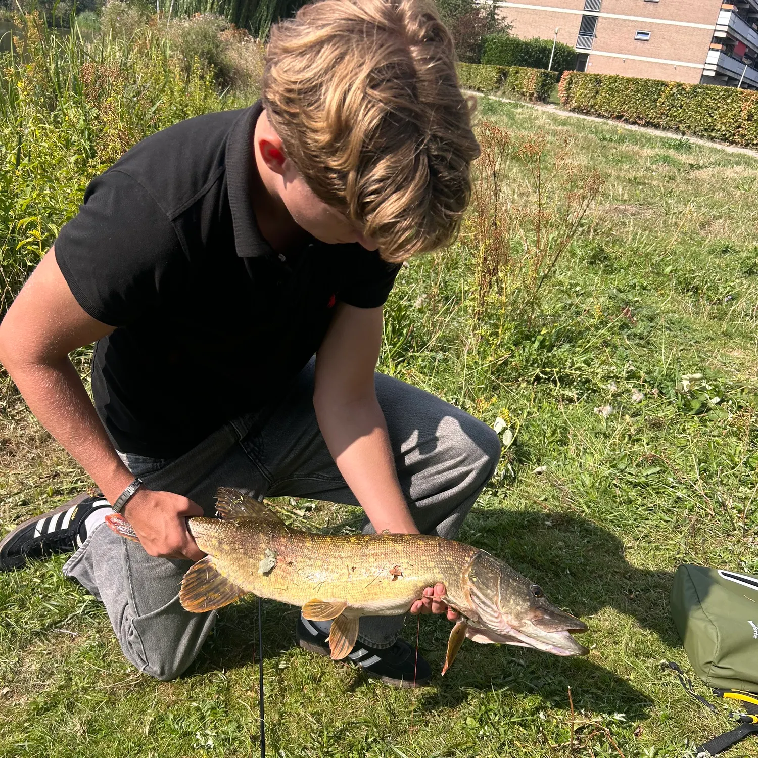 Northern pike caught on Fishbrain