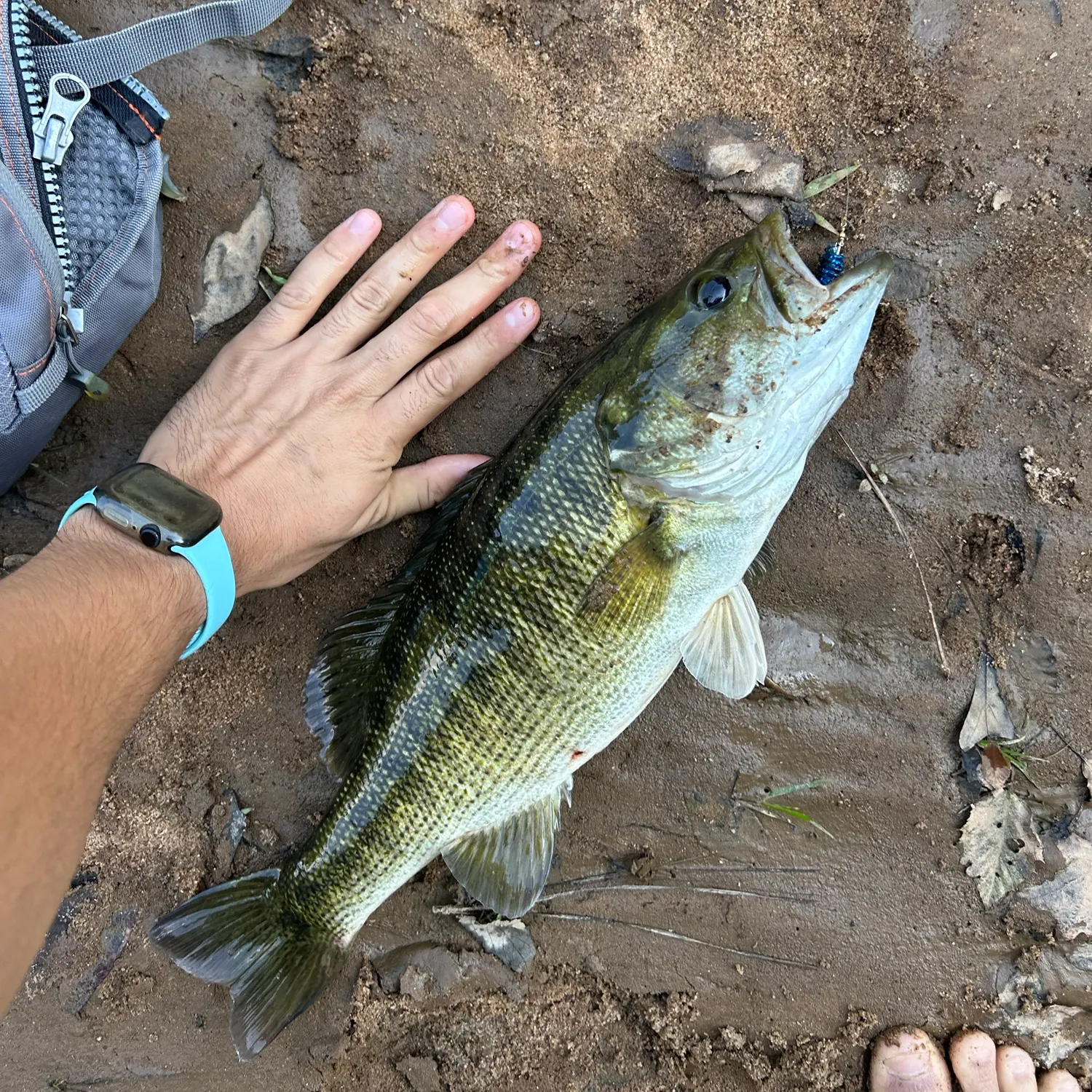 Spotted bass caught on Fishbrain