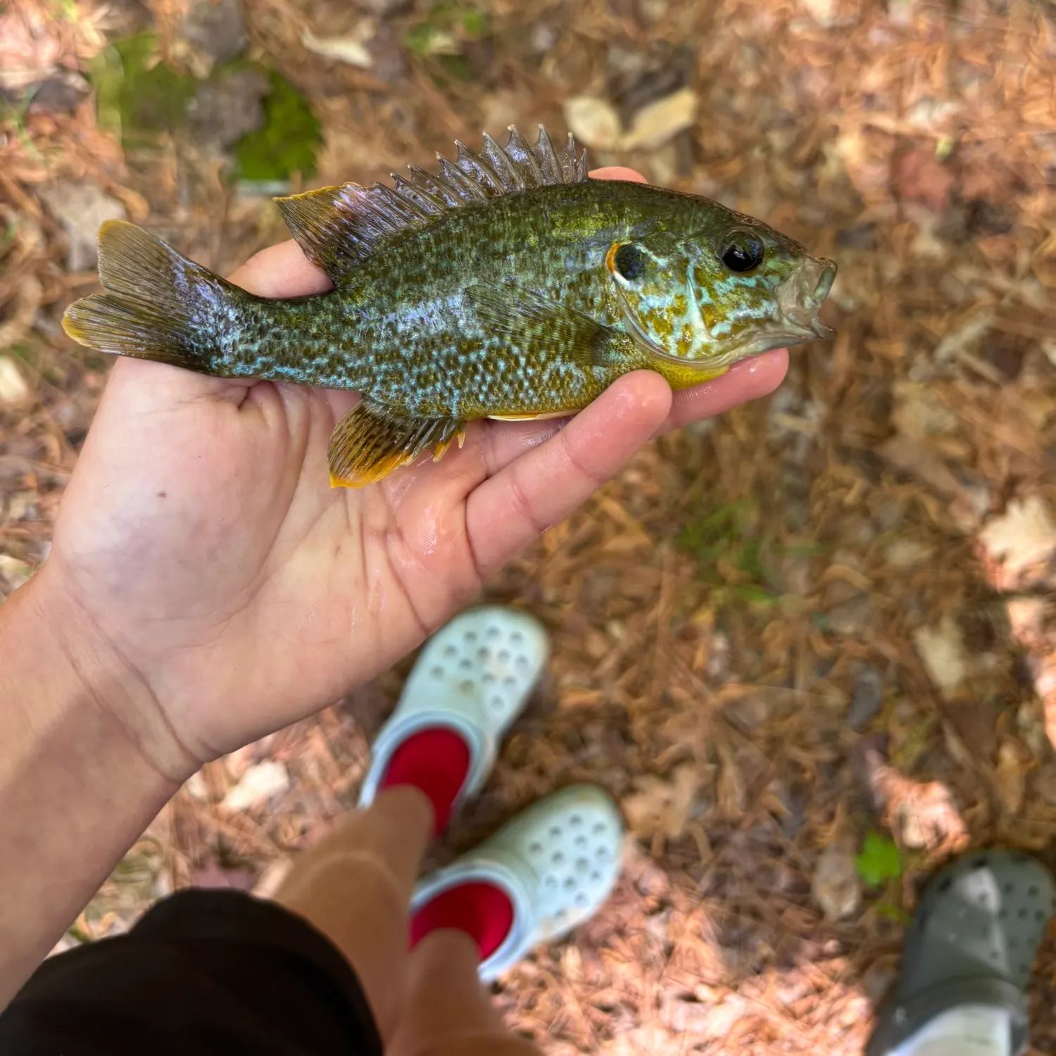 The most popular recent Redear x green sunfish catch on Fishbrain