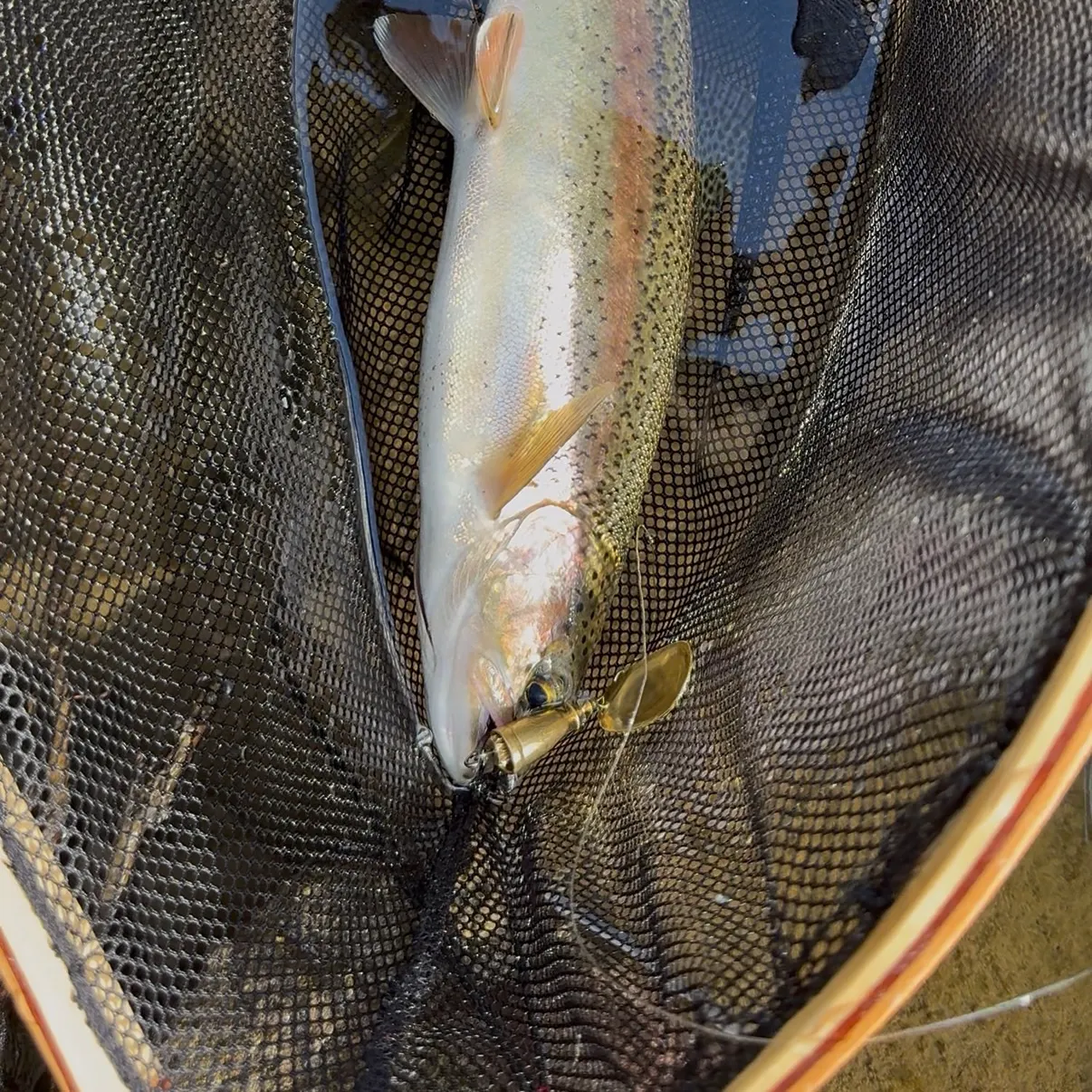 Rainbow trout caught on Fishbrain