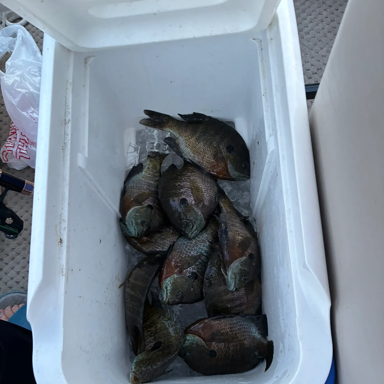 recently logged catches