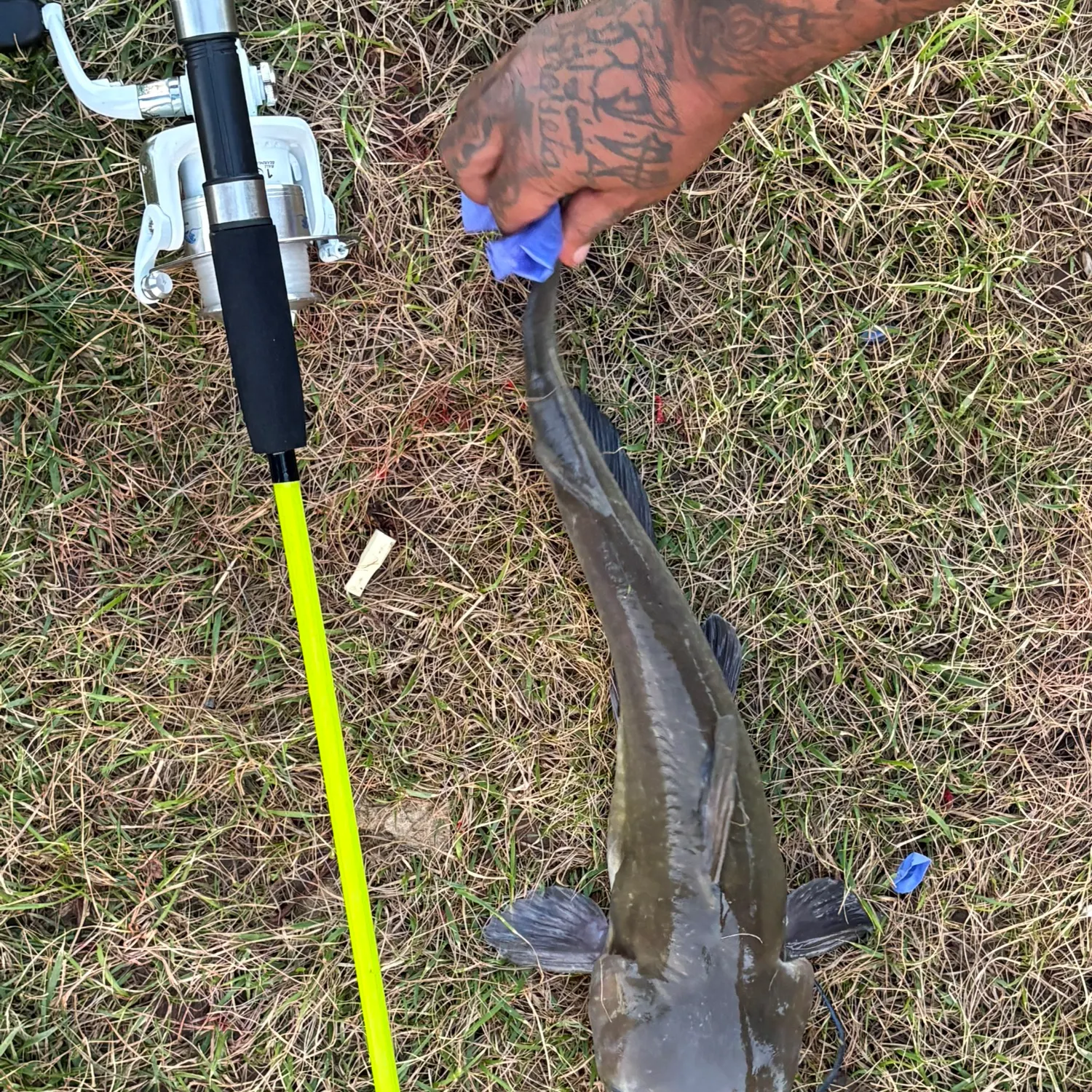 Channel catfish caught on Fishbrain