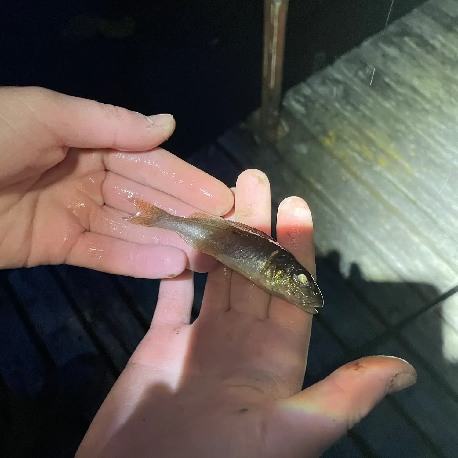 Eurasian ruffe caught on Fishbrain