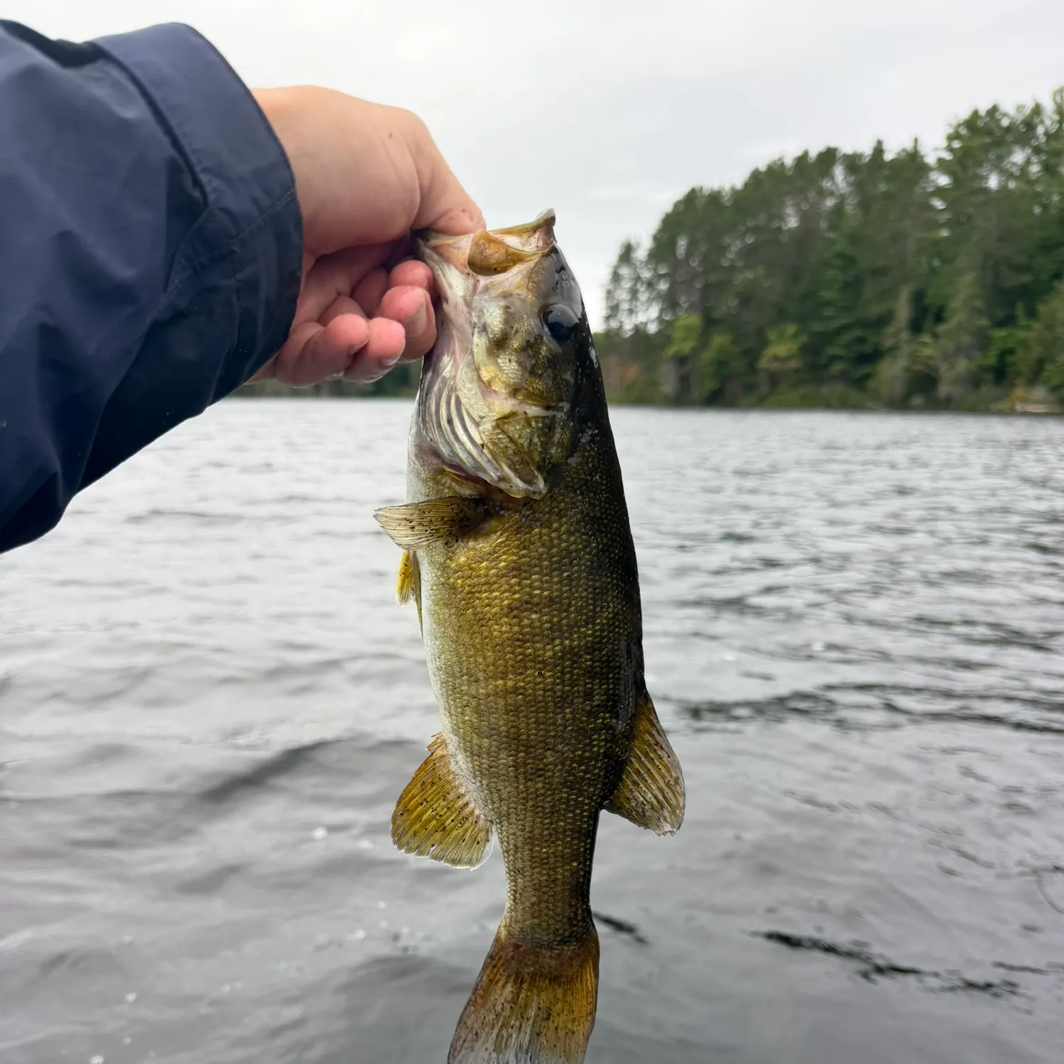 Smallmouth bass caught on Fishbrain