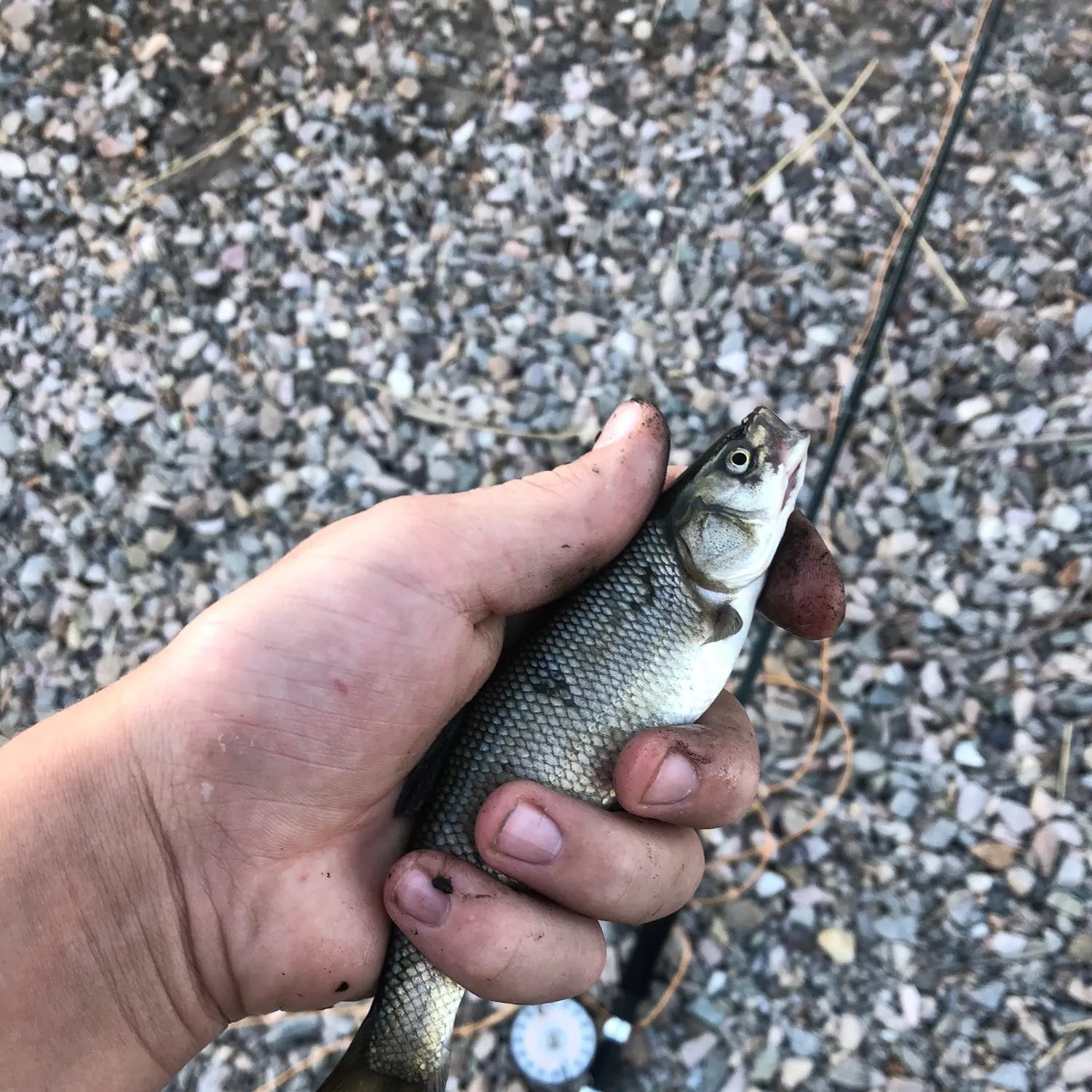 The most recent Utah chub catches on Fishbrain