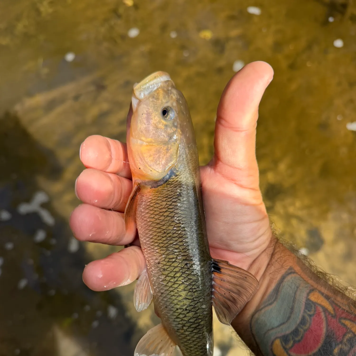 Creek chub caught on Fishbrain