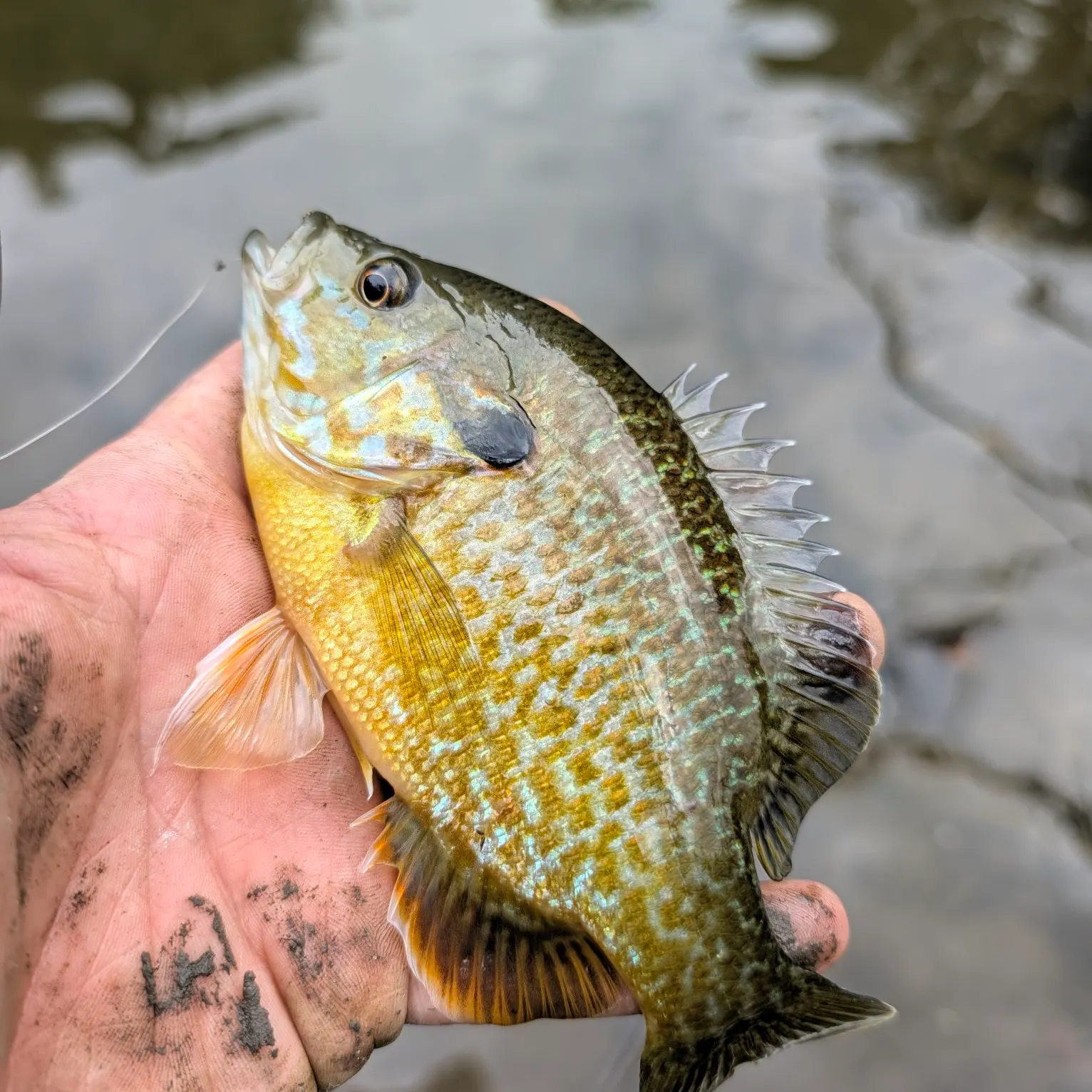 Bluegill caught on Fishbrain