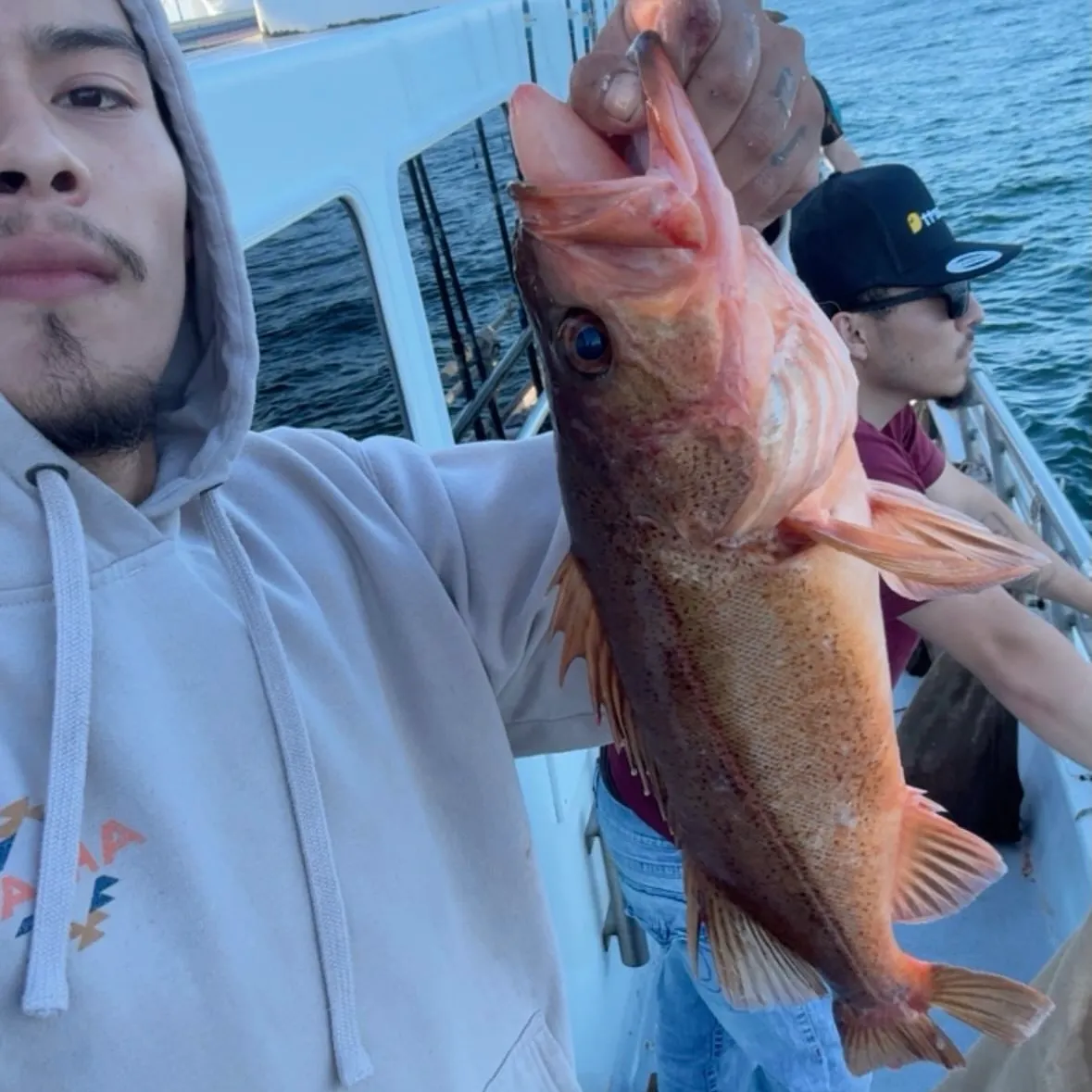 Bocaccio rockfish caught on Fishbrain