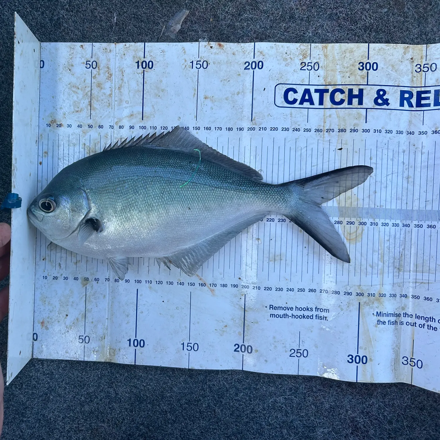 The most recent Bluenose warehou catches on Fishbrain