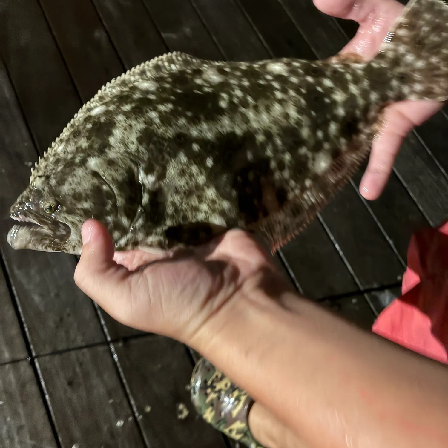 Summer flounder caught on Fishbrain