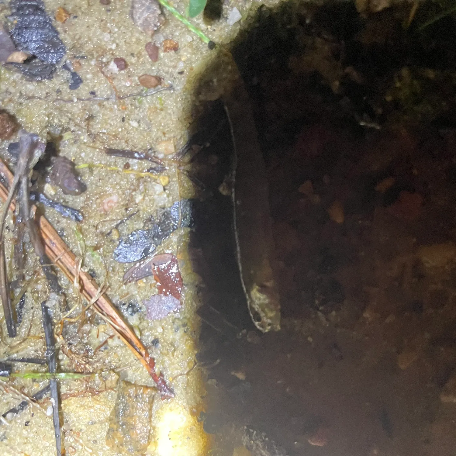 The most recent Blunt-toothed African catfish catches on Fishbrain