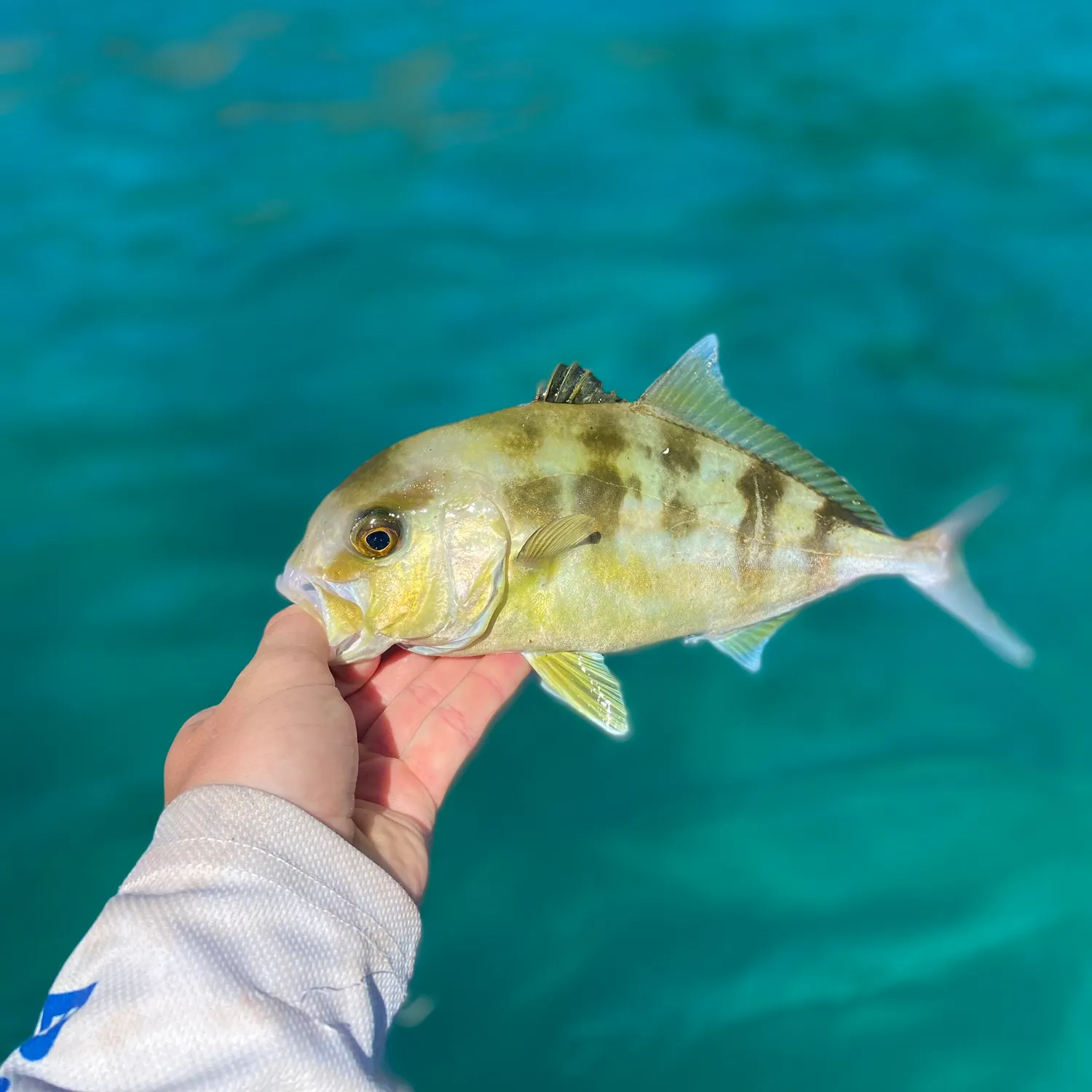 The most recent Samsonfish catches on Fishbrain