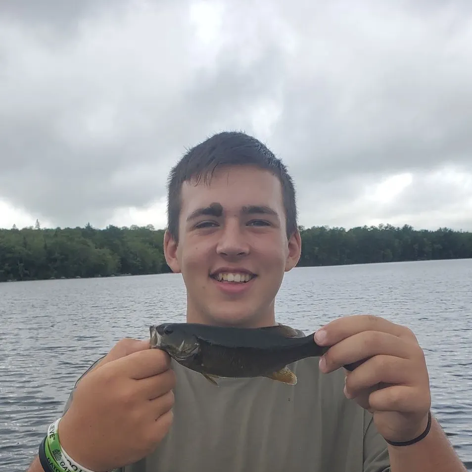Smallmouth bass caught on Fishbrain