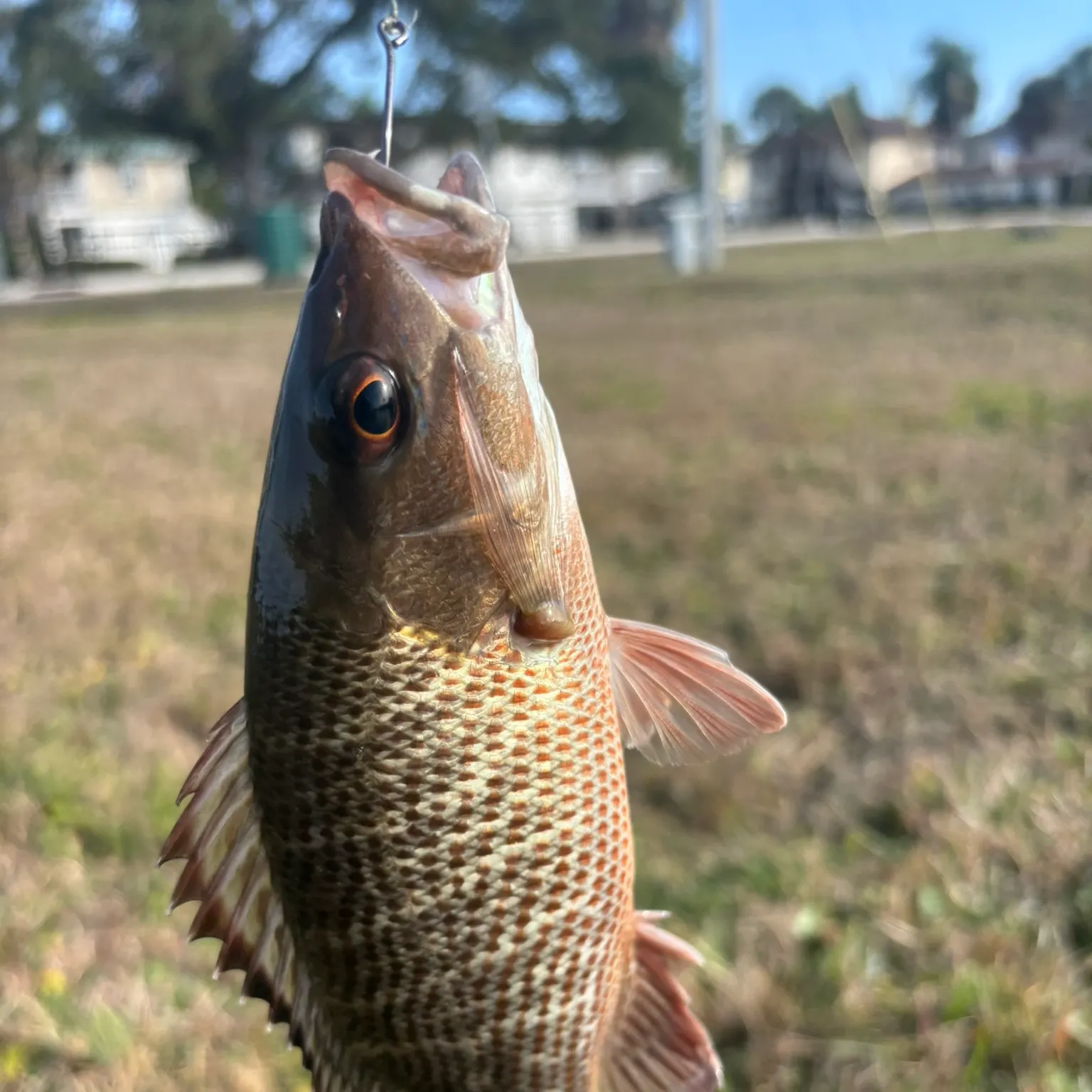 The most recent Mangrove snapper catches on Fishbrain