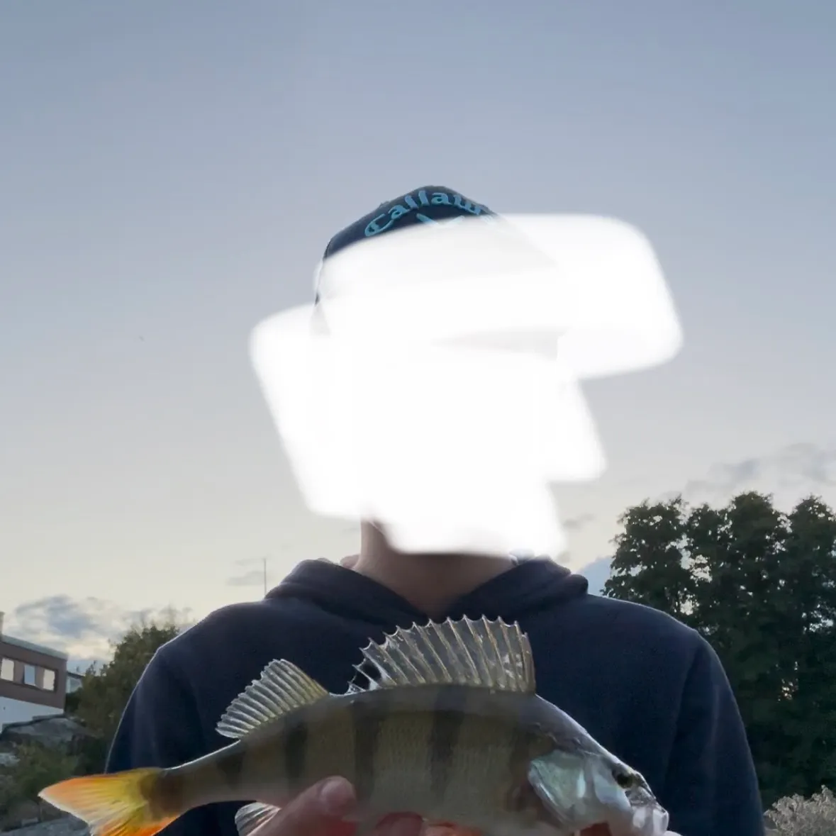 The most recent European perch catches on Fishbrain