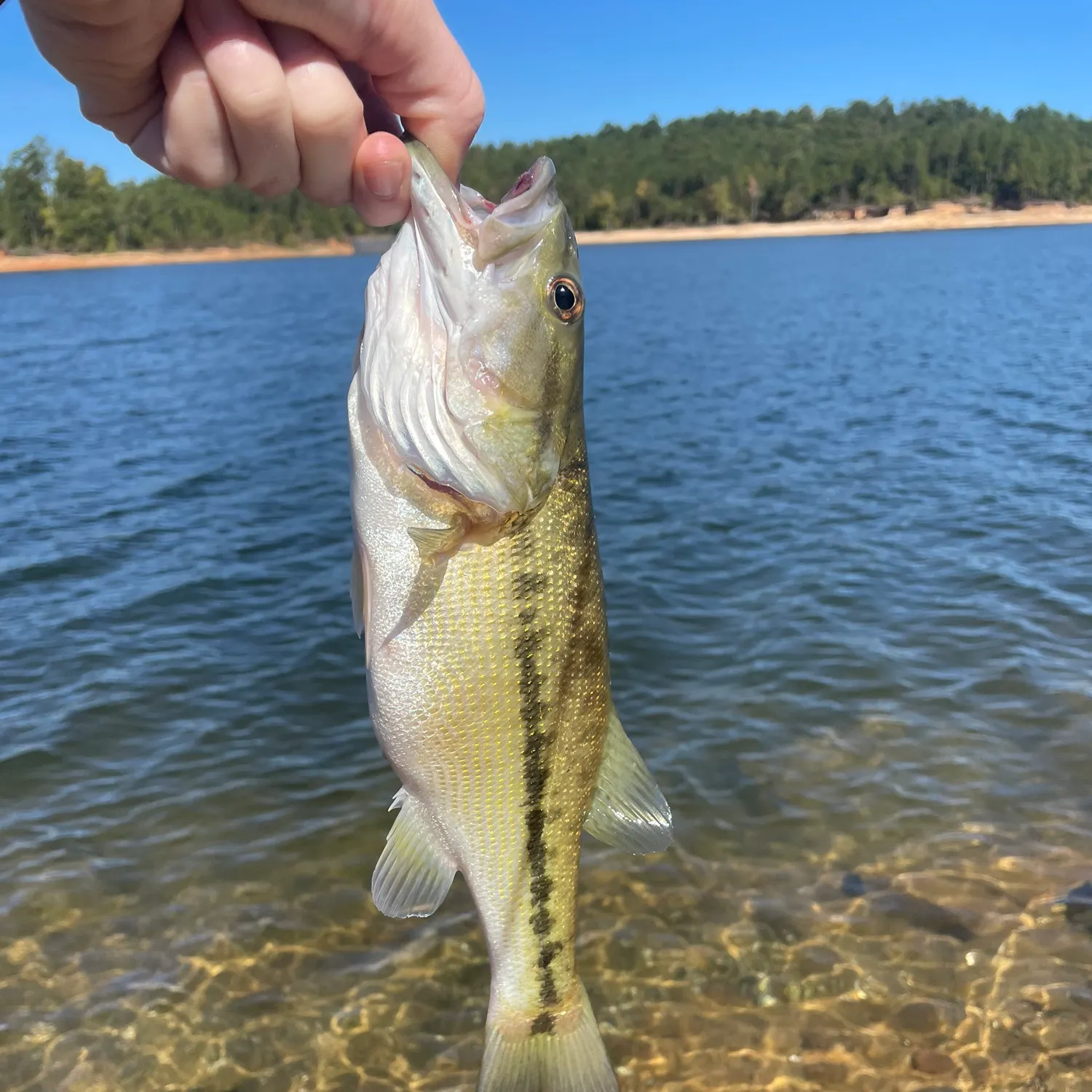 Spotted bass caught on Fishbrain
