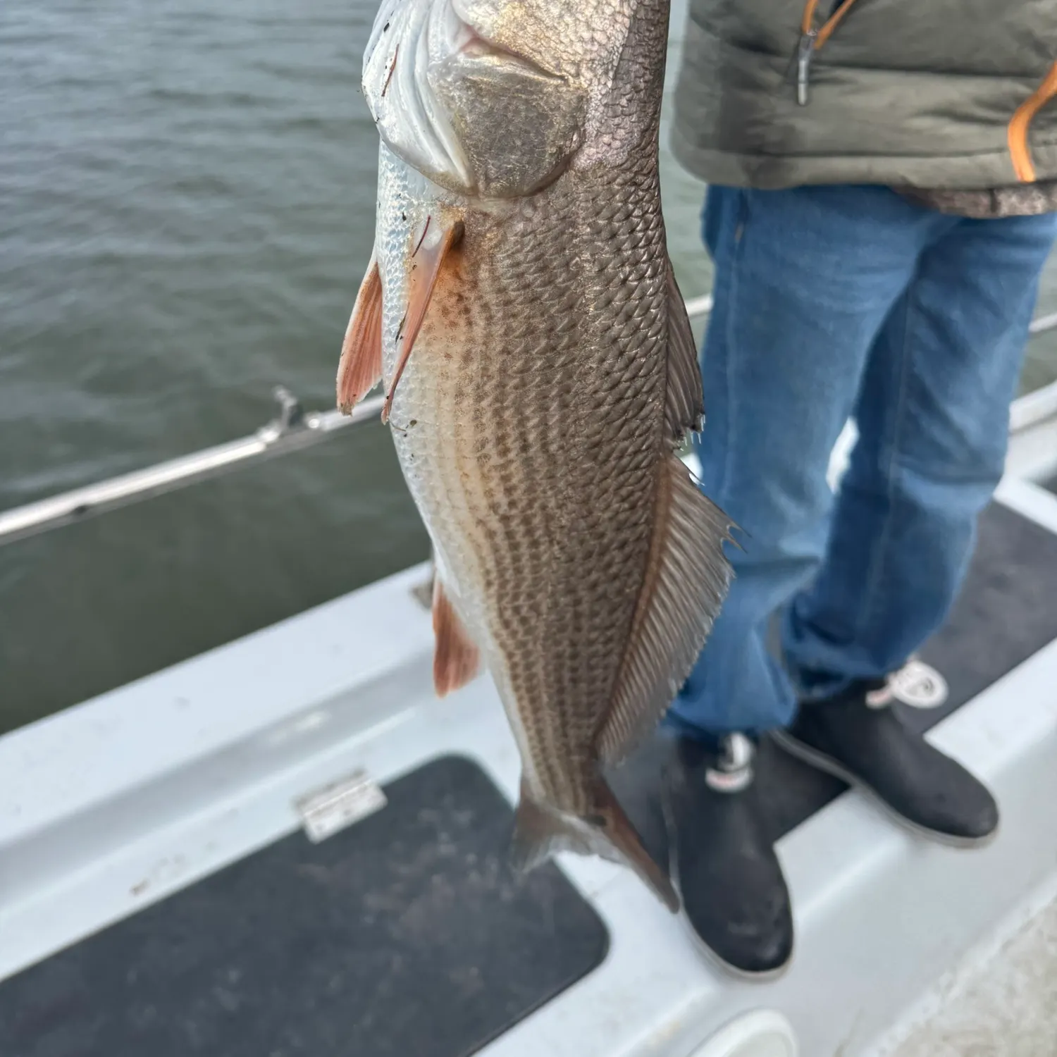 The most recent Red drum catches on Fishbrain