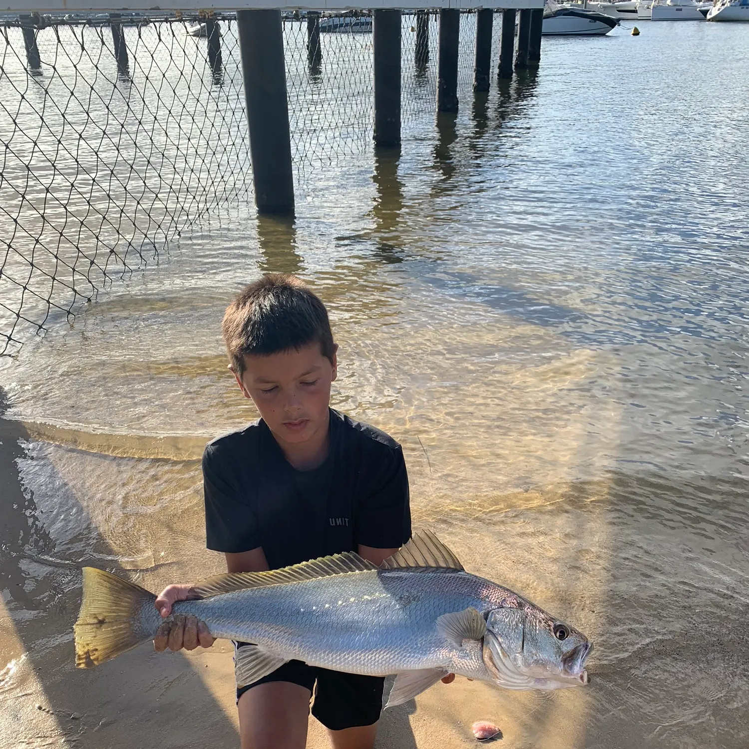 The most recent Japanese meagre catches on Fishbrain