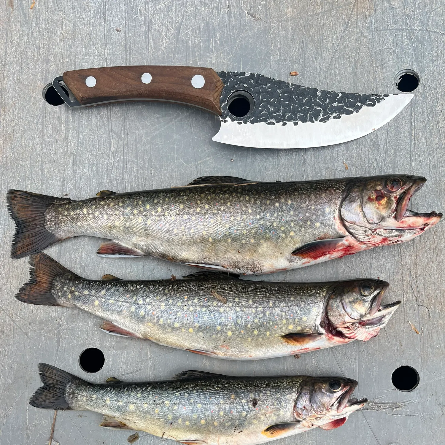 recently logged catches