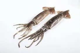 Squid