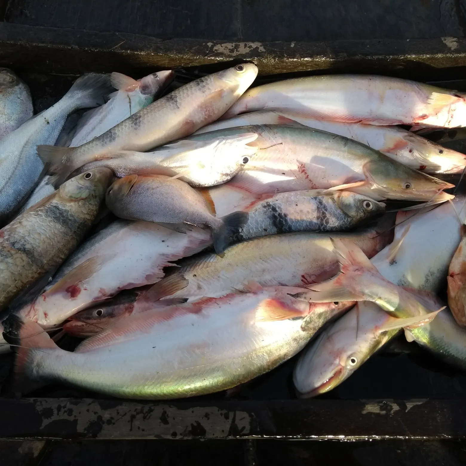 recently logged catches
