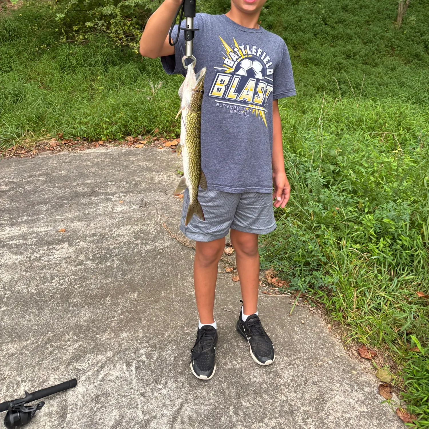 Chain pickerel caught on Fishbrain