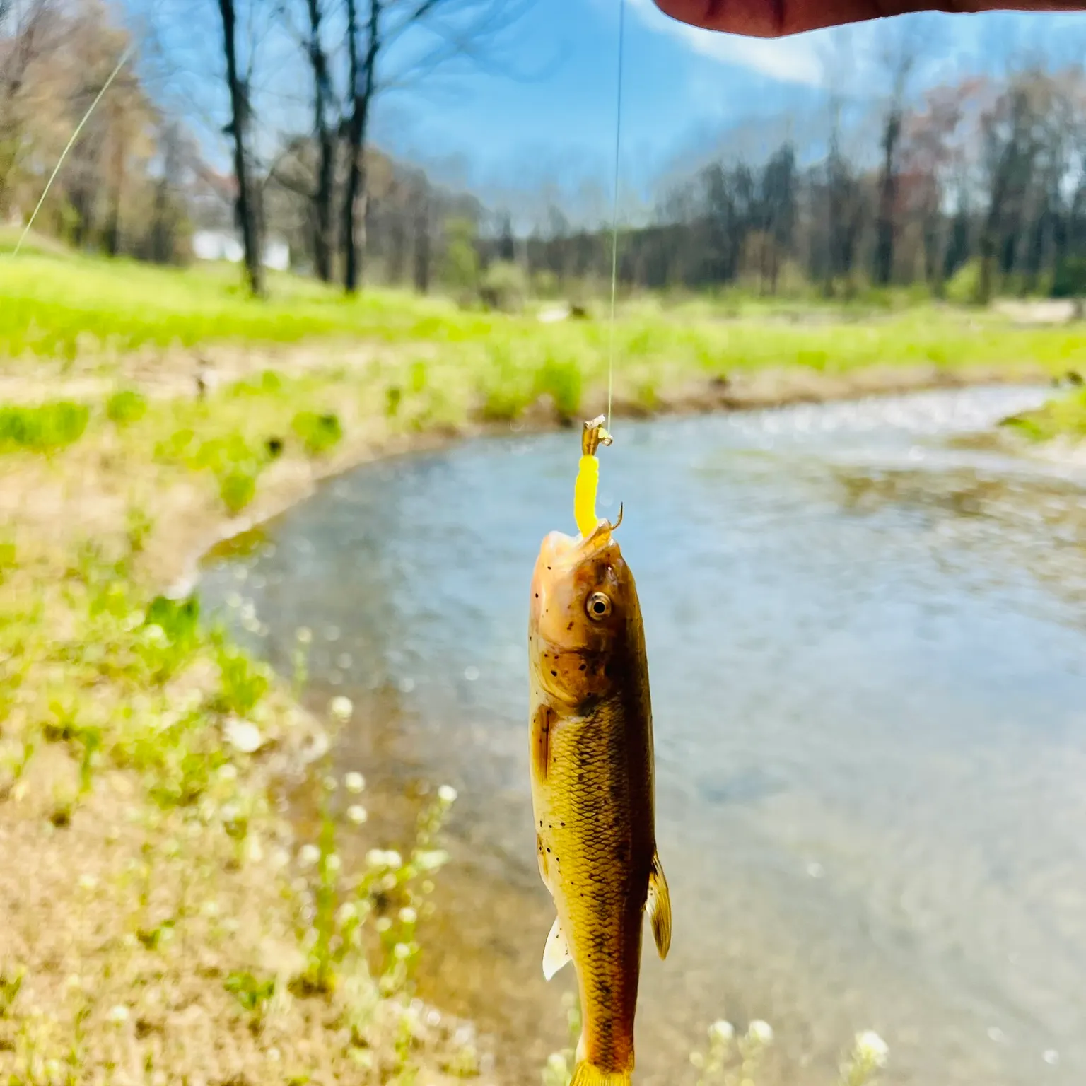 The most recent Creek chub catches on Fishbrain