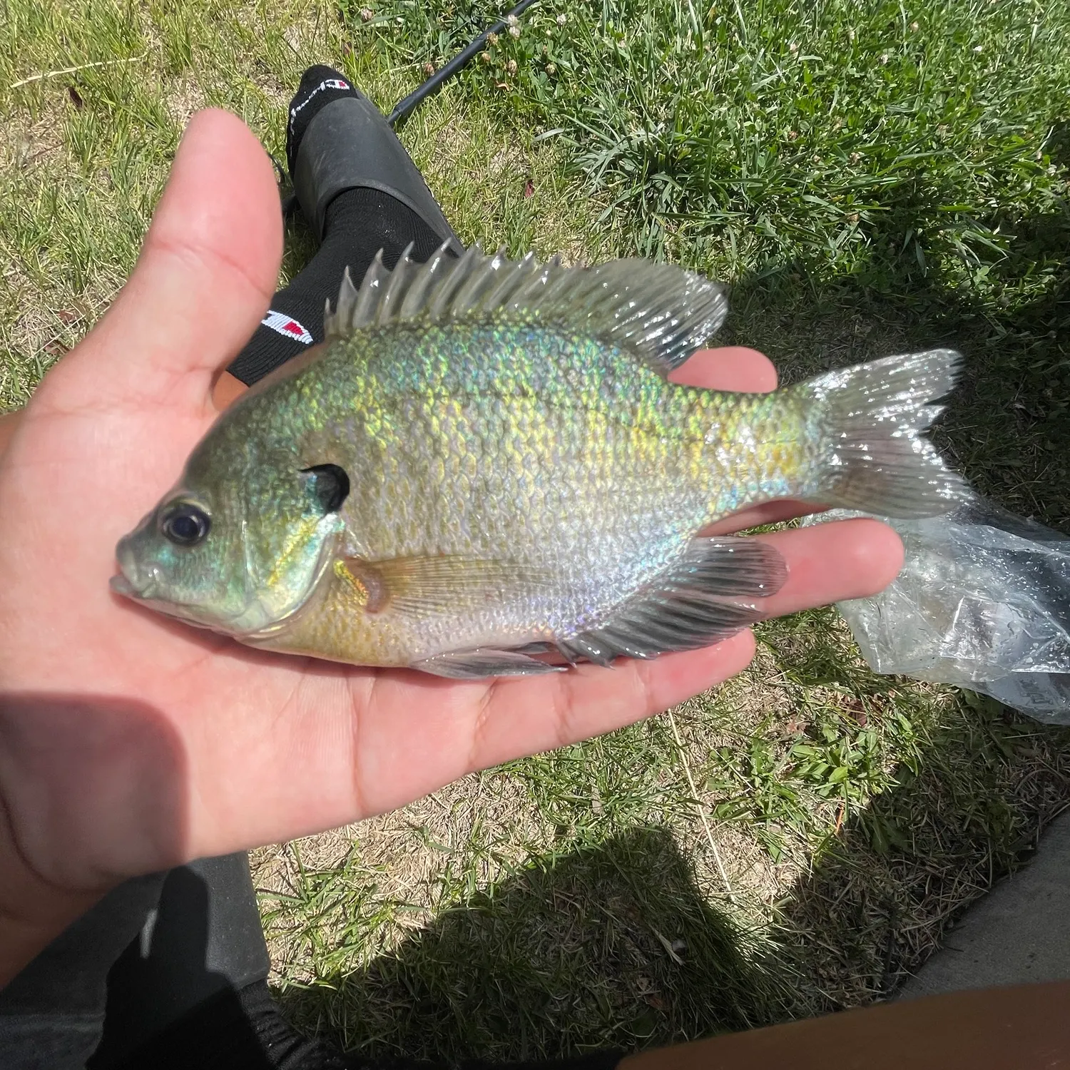 Bluegill caught on Fishbrain