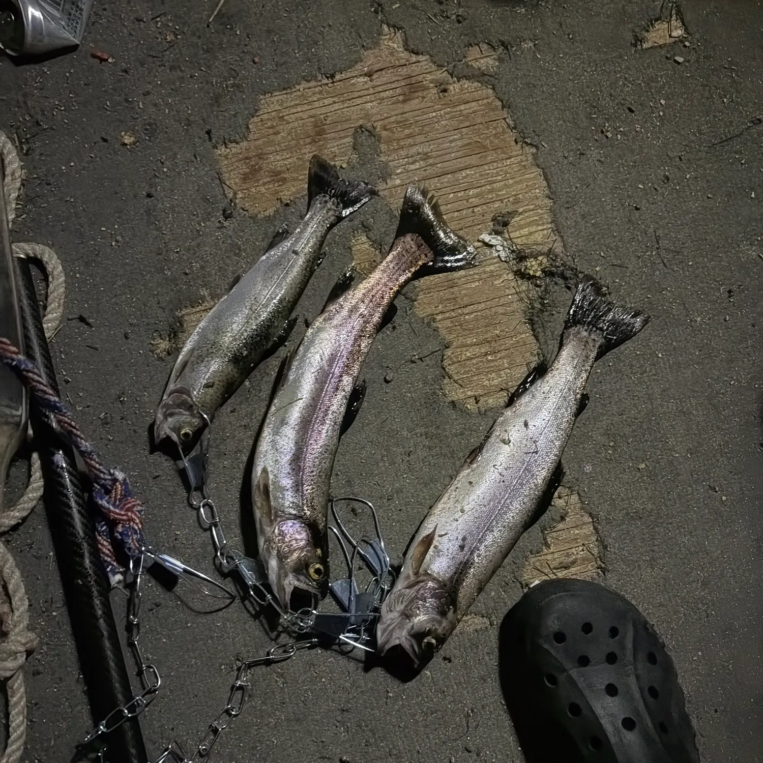 Rainbow trout caught on Fishbrain