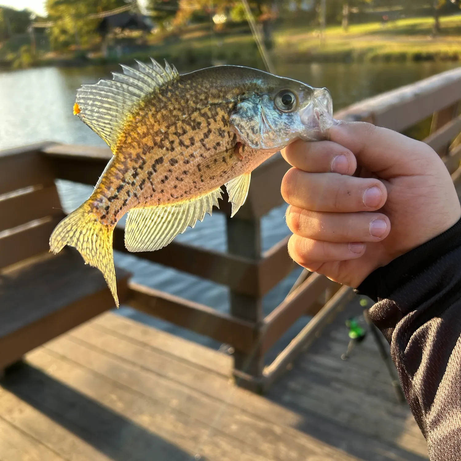 Black crappie caught on Fishbrain