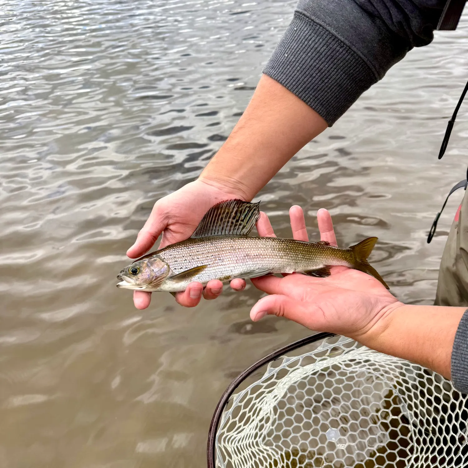 The most recent Arctic grayling catches on Fishbrain