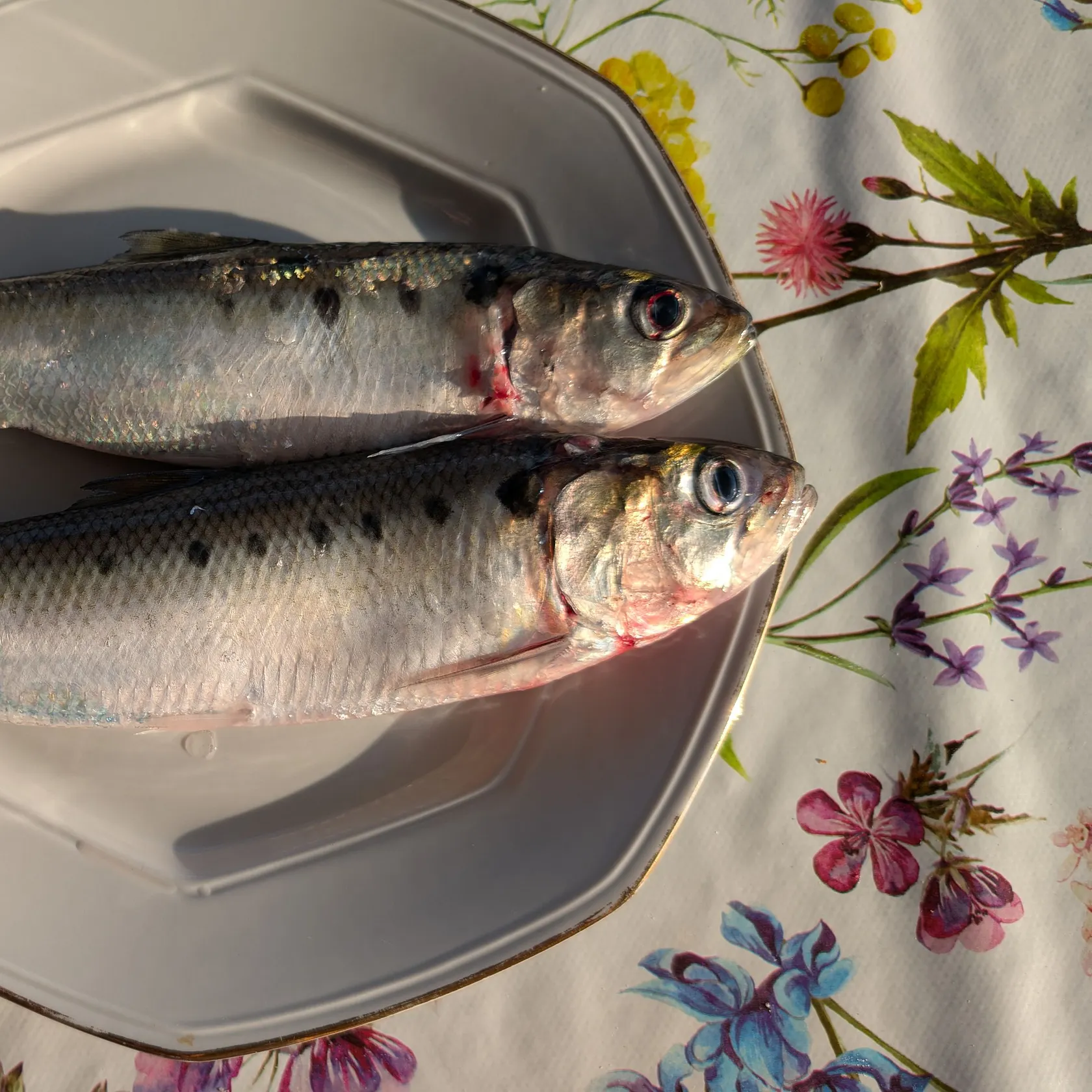 The most recent Twait shad catches on Fishbrain