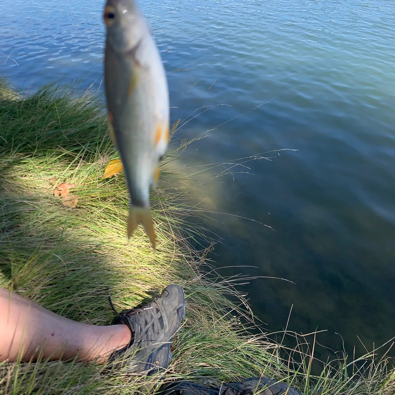 Common roach caught on Fishbrain