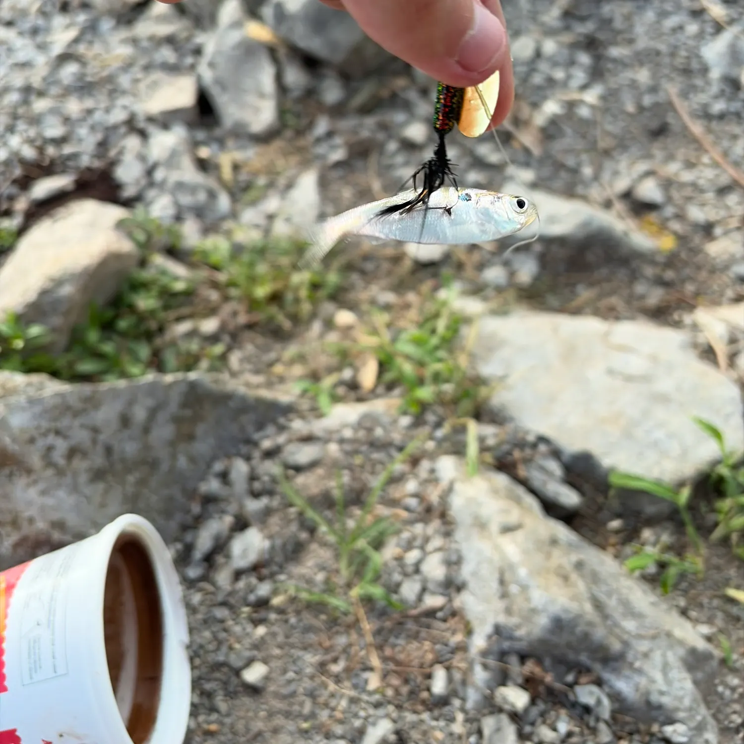 The most recent Threadfin shad catches on Fishbrain
