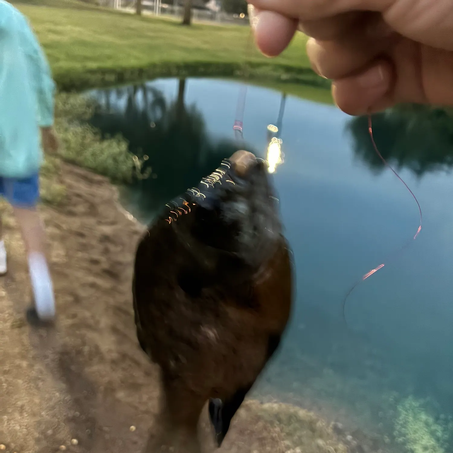 Bluegill caught on Fishbrain