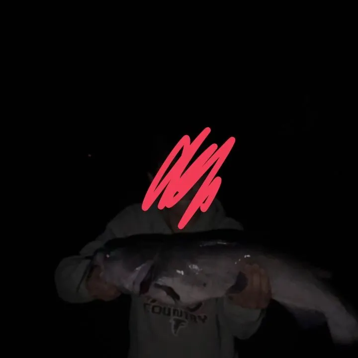 Channel catfish caught on Fishbrain