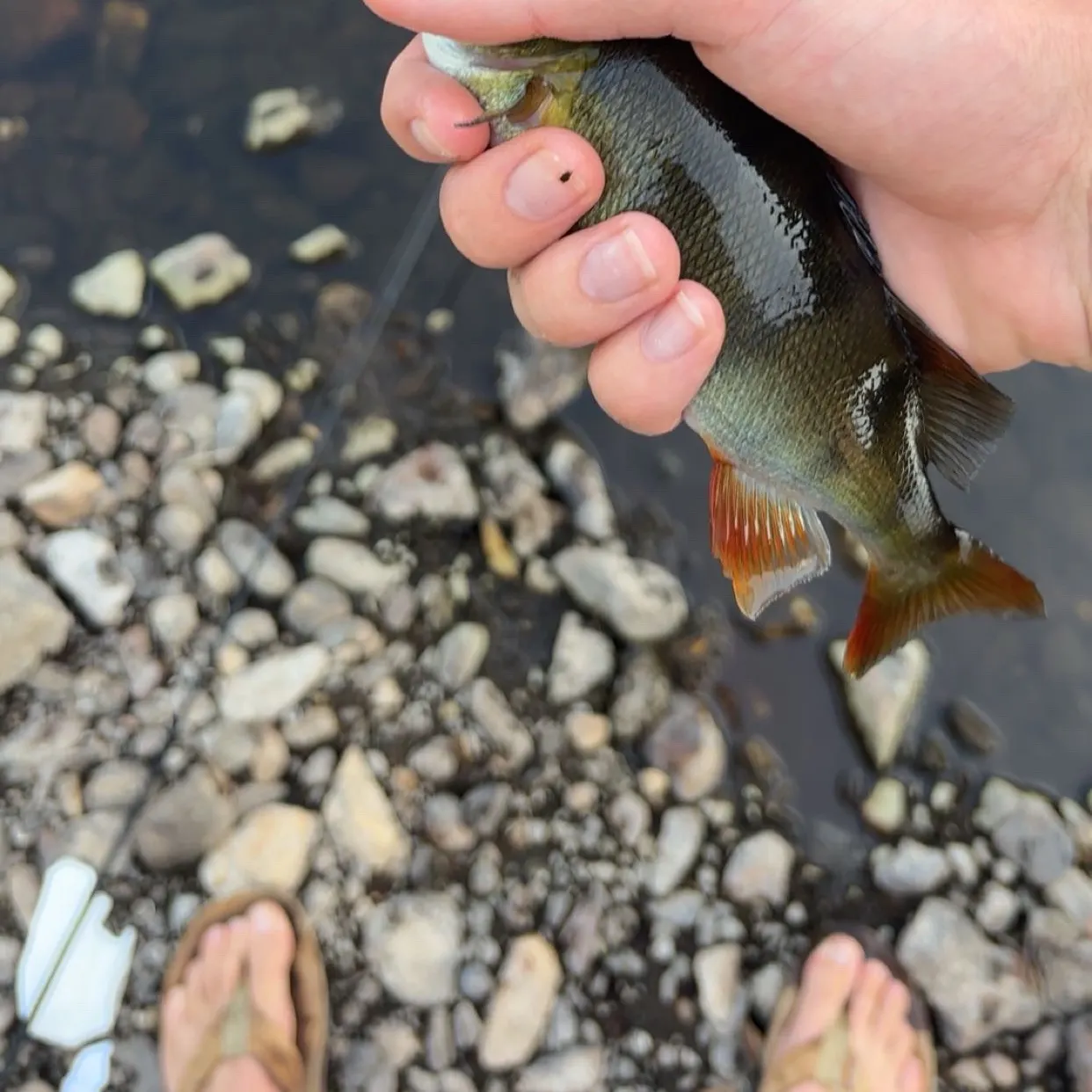 European perch caught on Fishbrain