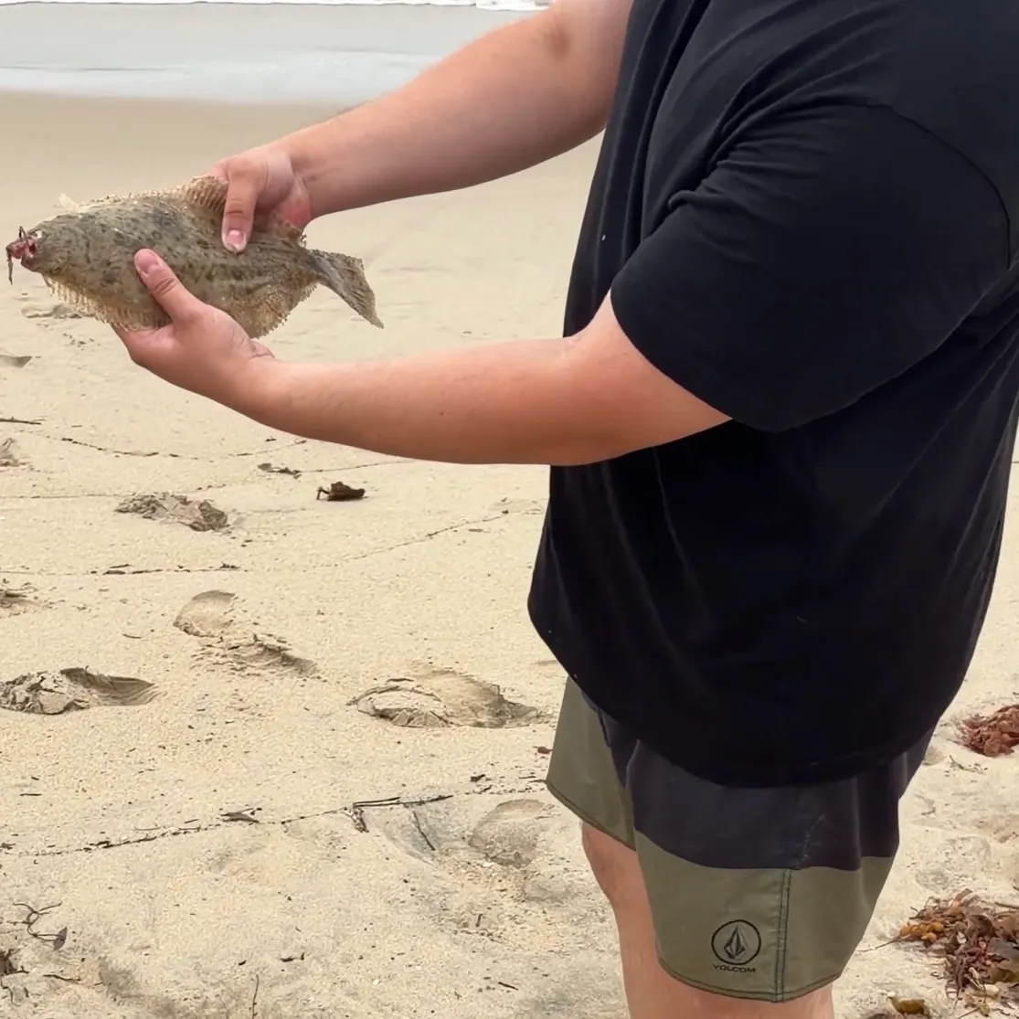 California halibut caught on Fishbrain