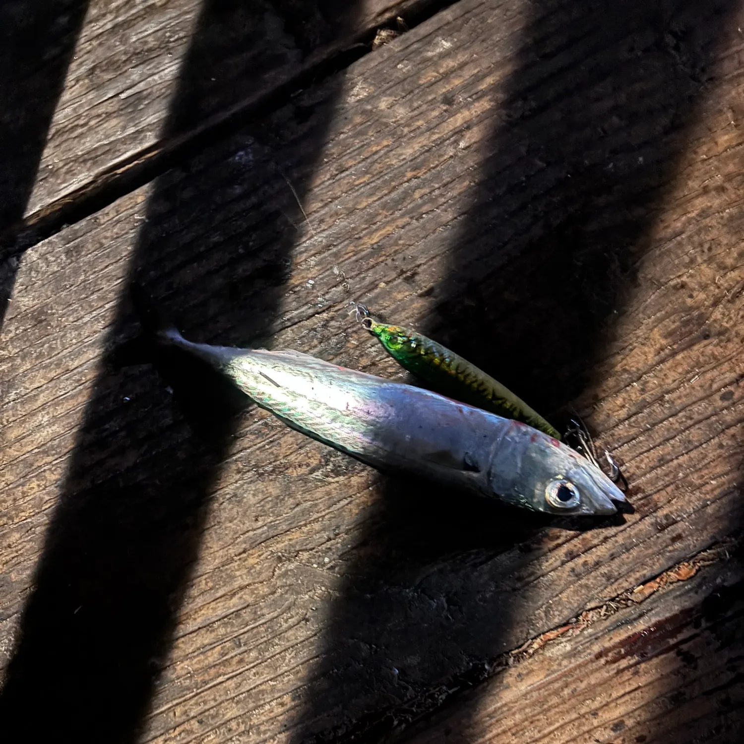 The most recent Pacific chub mackerel catches on Fishbrain