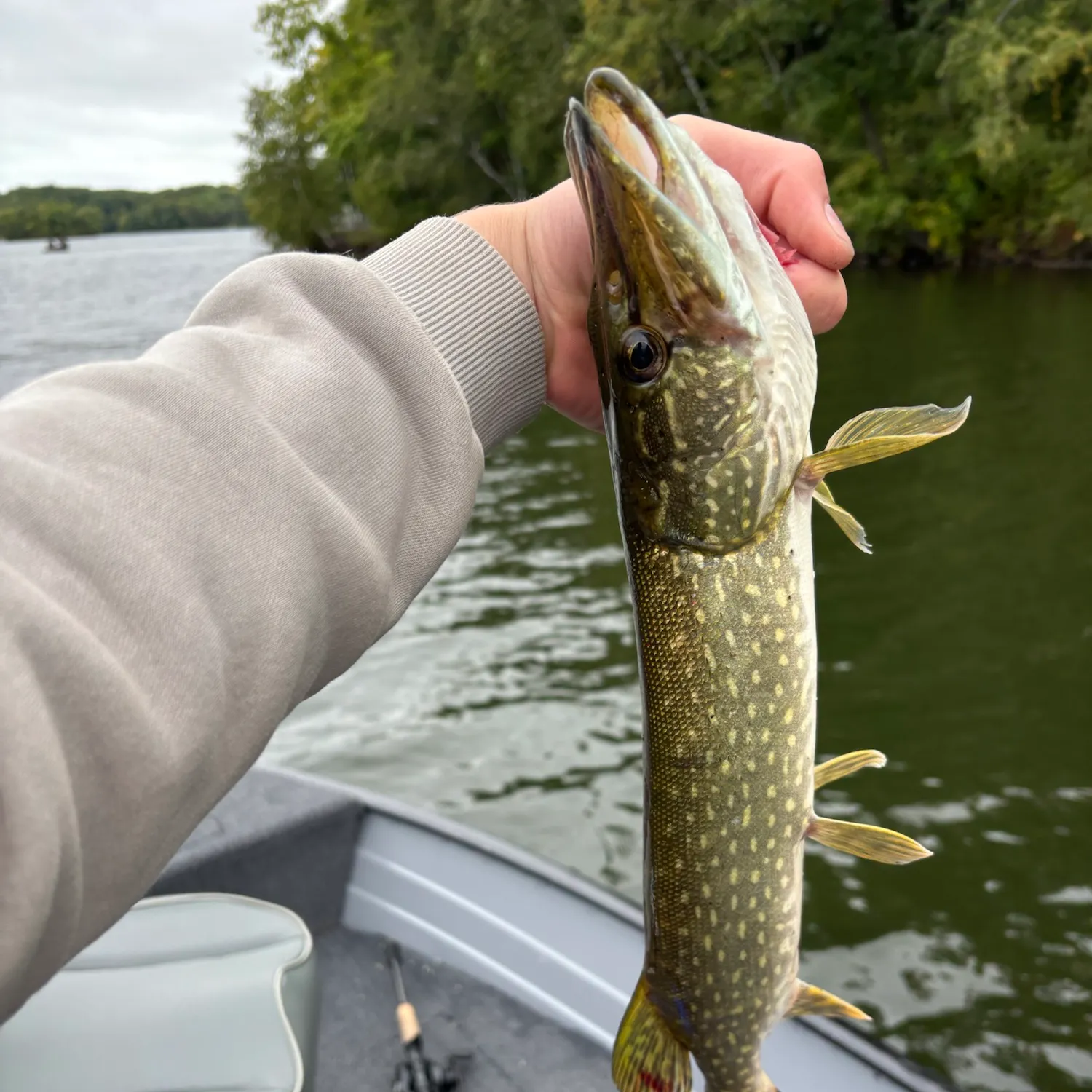 Northern pike caught on Fishbrain