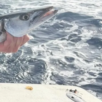 The most recent Great barracuda catches on Fishbrain
