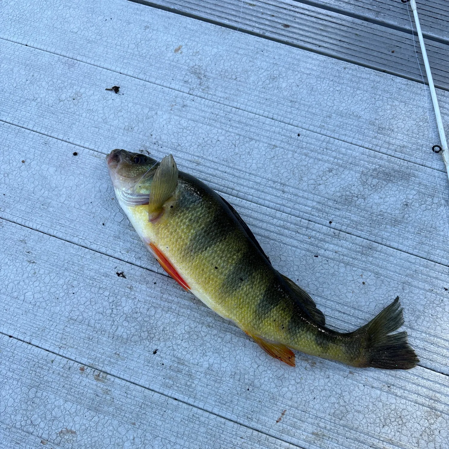 Yellow perch caught on Fishbrain