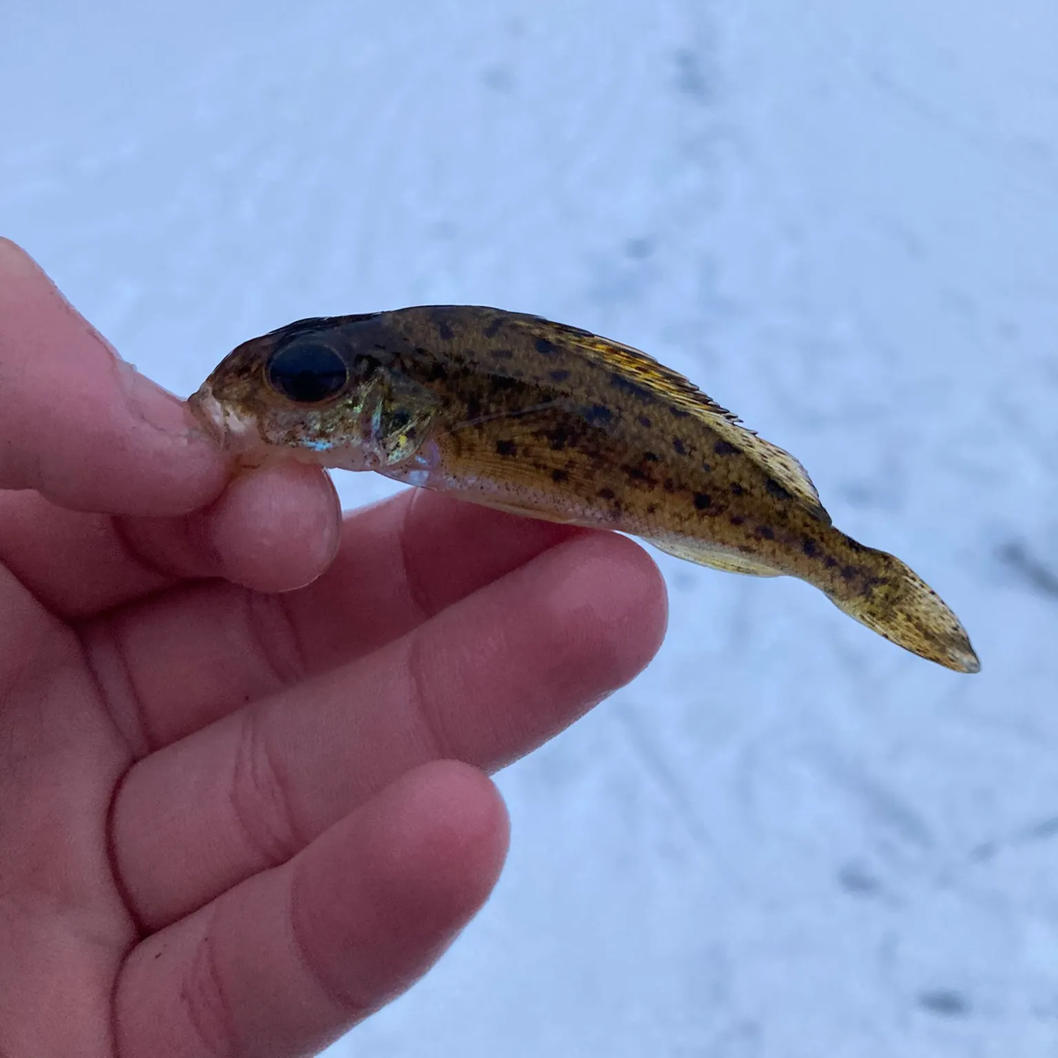 The most recent Eurasian ruffe catches on Fishbrain