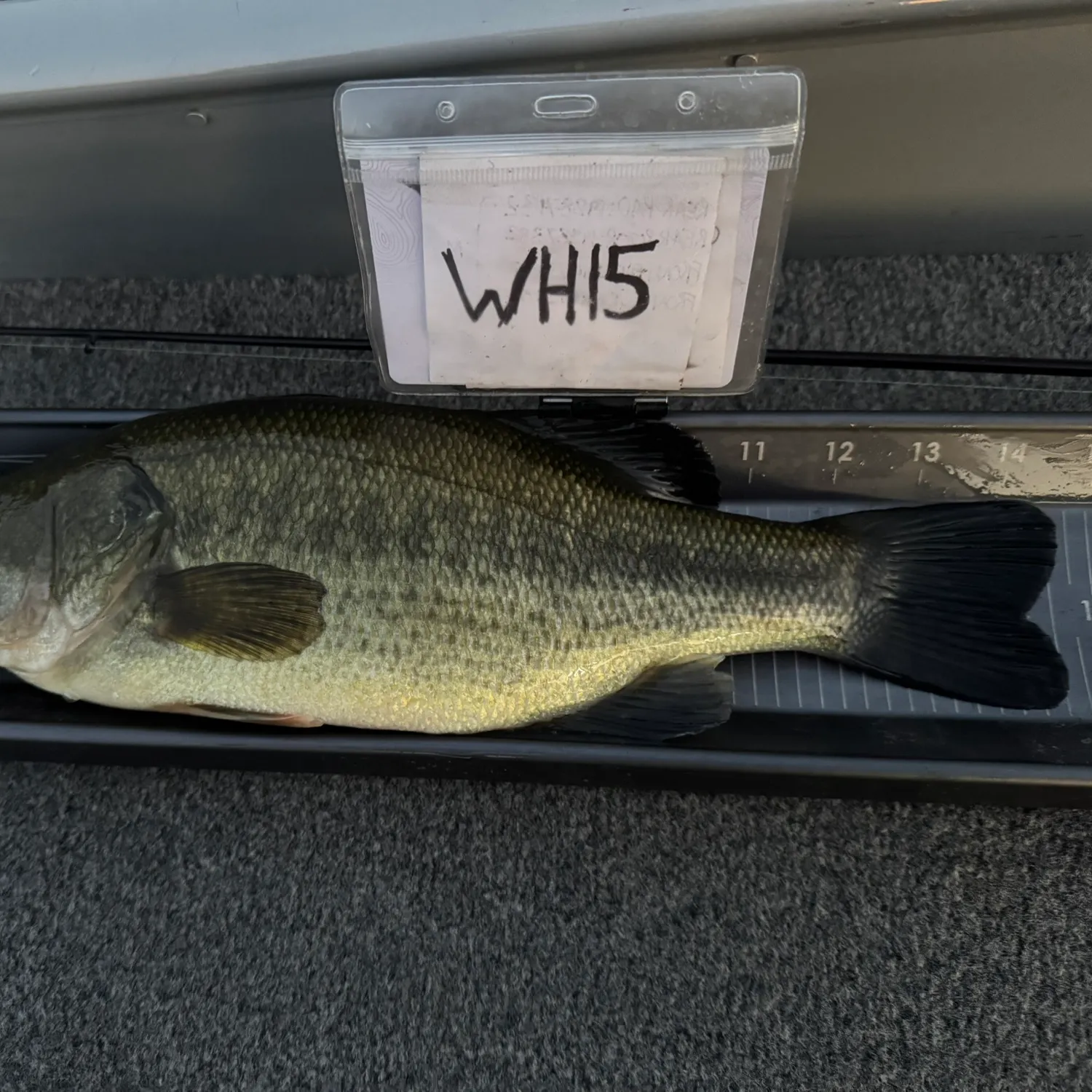 Largemouth bass caught on Fishbrain