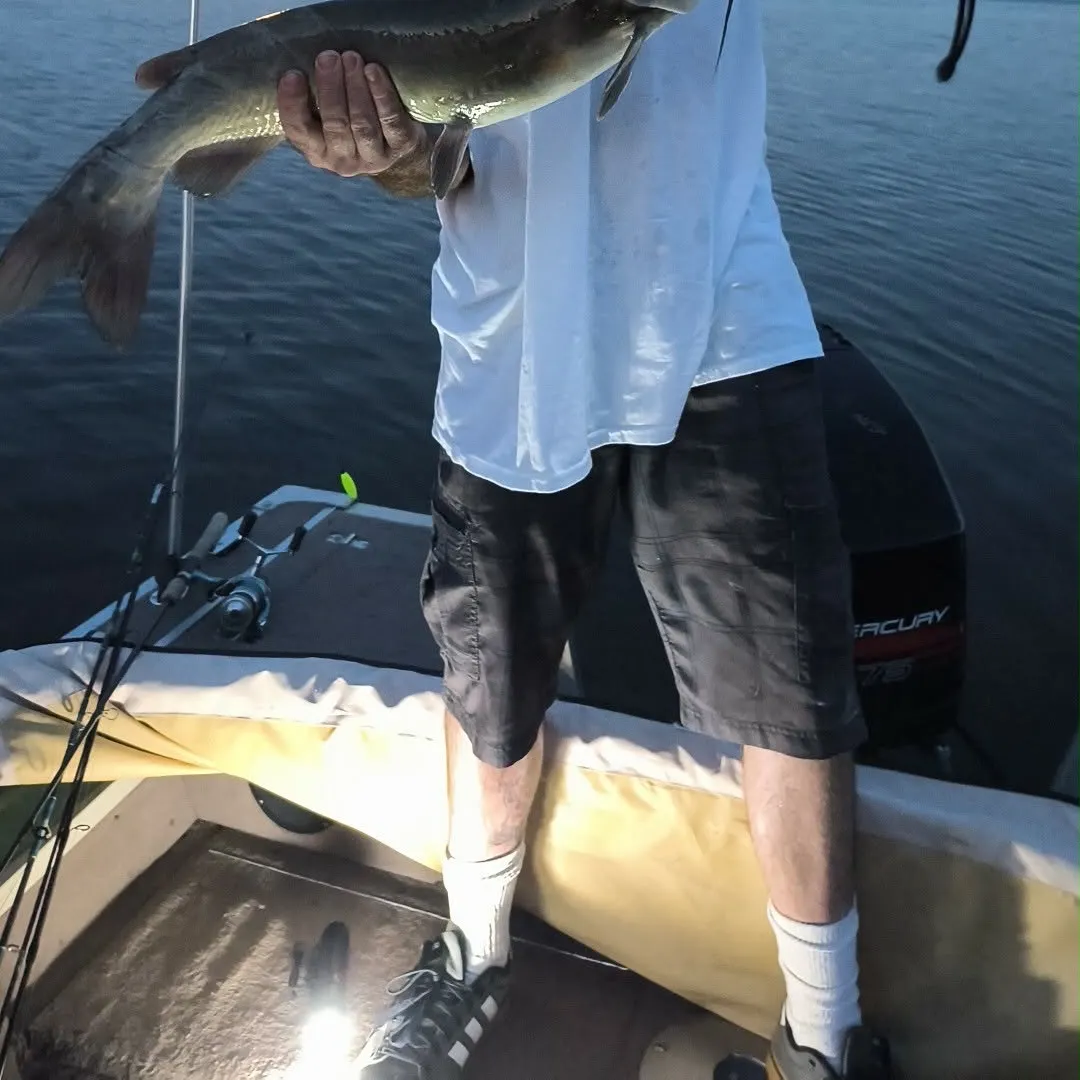 Channel catfish caught on Fishbrain