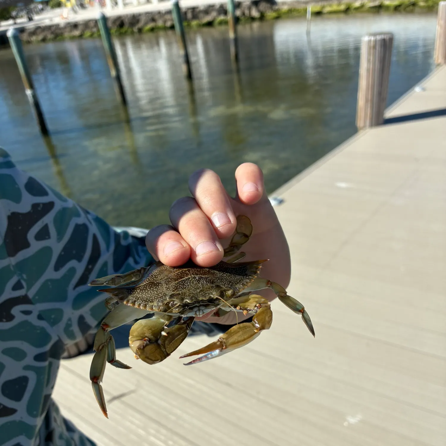 The most recent Blue swimmer crab catches on Fishbrain