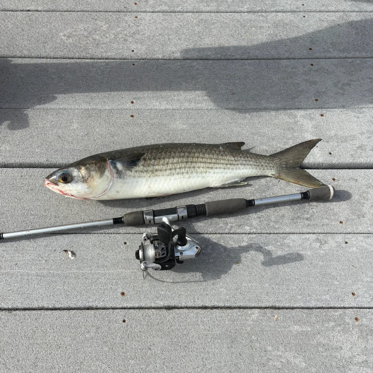 The most recent Striped mullet catches on Fishbrain