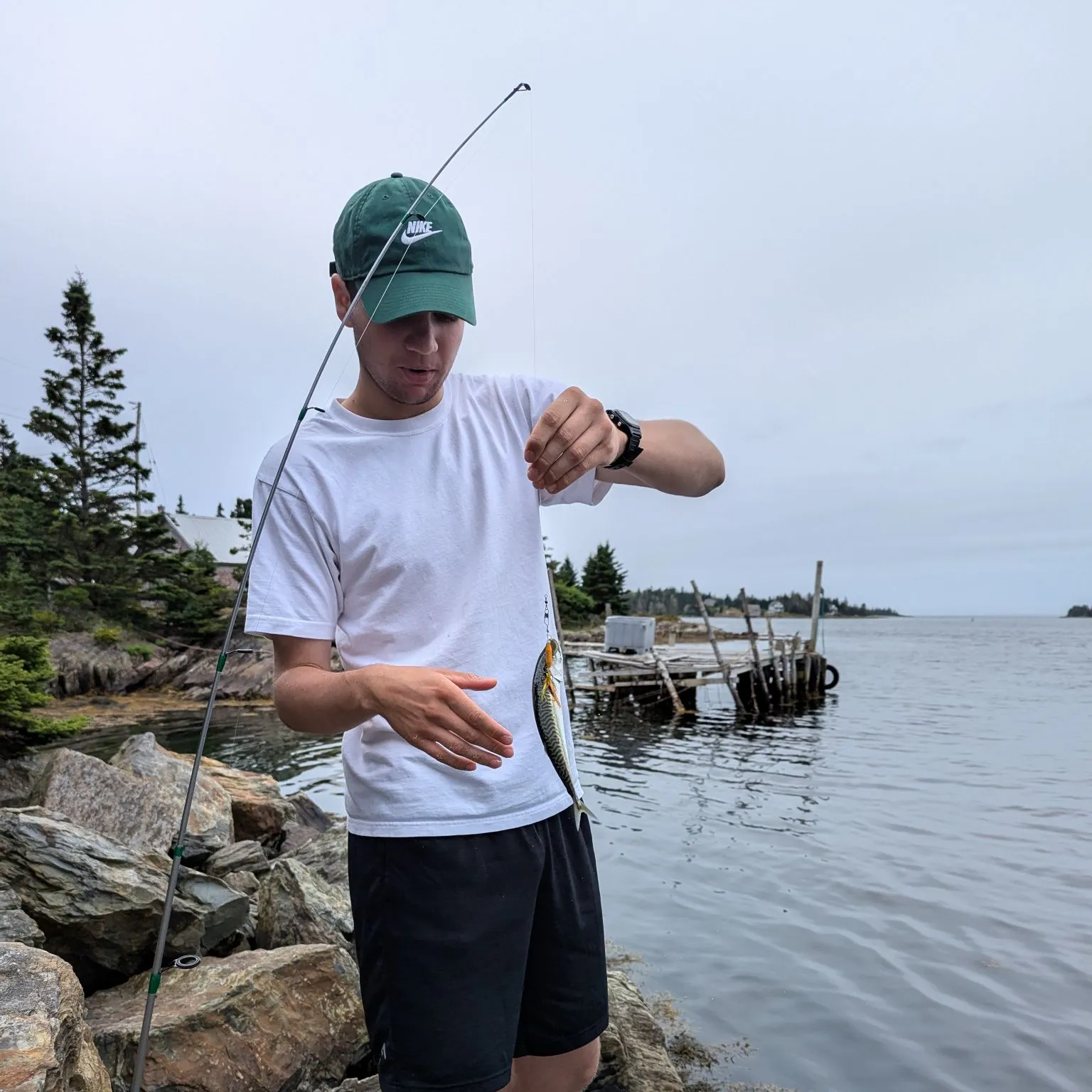 The most recent Atlantic mackerel catches on Fishbrain